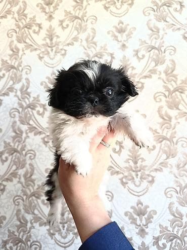 balaca ag itler: Pekines, 2 ay, Erkek, Peyvəndli — 3