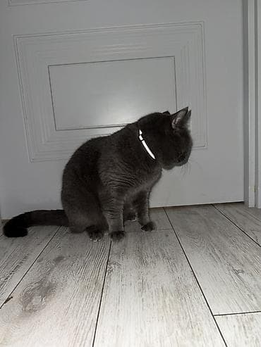 dişi itlər: Cutleshmek ucun dısı cins piwik lazimdir. 1yashi var — 3