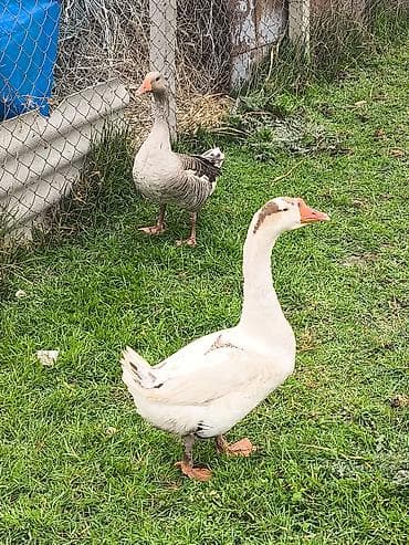 bakida at bazari: Erkək, Damazlıq — 1