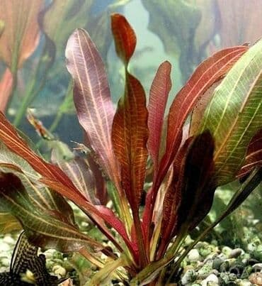 yumurta qoyan heyvanlar: Exinadorus qırmızı şeytan эхинадорус красный дьявол аквариумные — 2