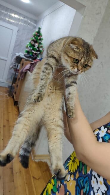 котята в добрые руки бесплатно: Qızıl şinşilla, Erkək, Yaxşı əllərə, Ünvandan götürmə, Ödənişli çatdırılma — 10