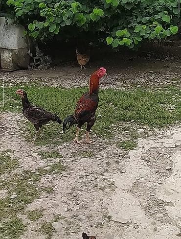 heyvan yemleri: 11ayliq heyvandi çox iri heyvandi diye satıram tam sağlam heyvandi — 2