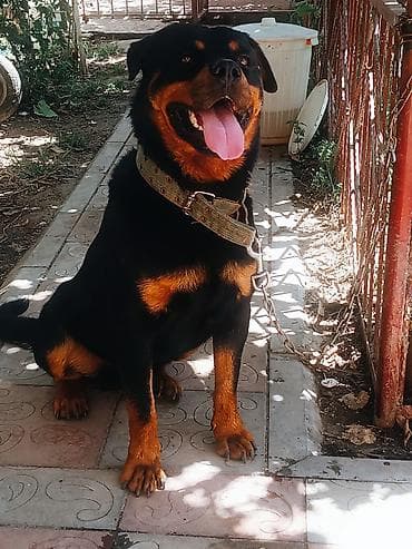 it satilir: Rotveyler, 1 il, Erkek, Peyvəndli, Ünvandan götürmə — 2