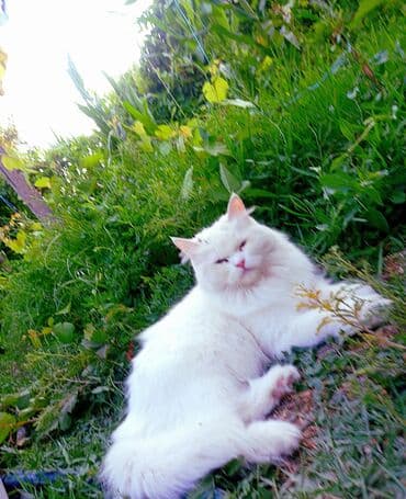 pişik əşyaları: Tabbi, Dişi — 5