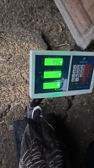 ev itderi: - Növ: ev qazları - Say: şəkillərdə olan qazlardan ikisi satılır - — 3