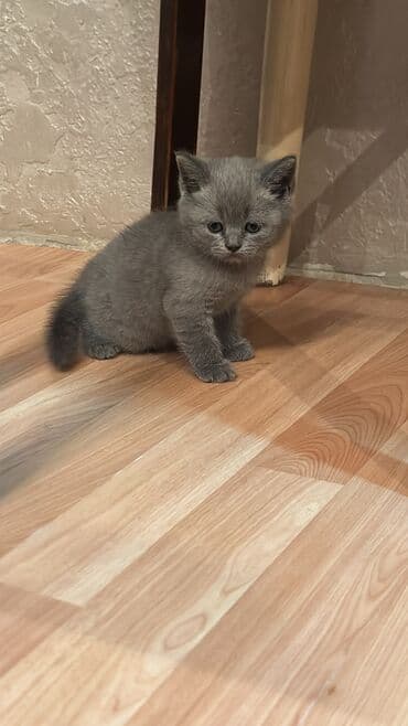 pişik baytarı: Britan yastı qulaq — 2