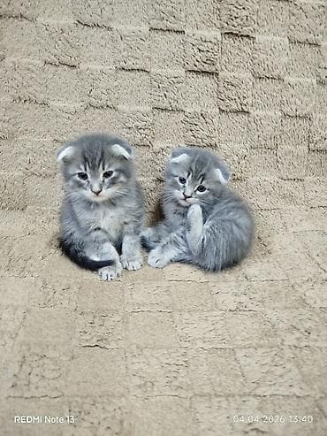 scottish: Şotland, Yaxşı əllərə — 4