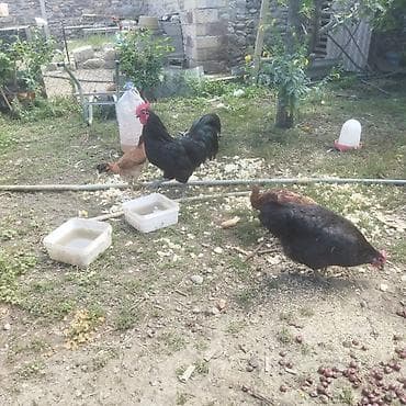 o şamo: Toyuq, Damazlıq — 8