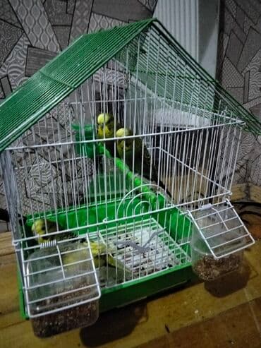 Dalmatin (ağ-yaşıl) dam örtüklü quş qəfəsi və içində 3 ədəd bəzəkli