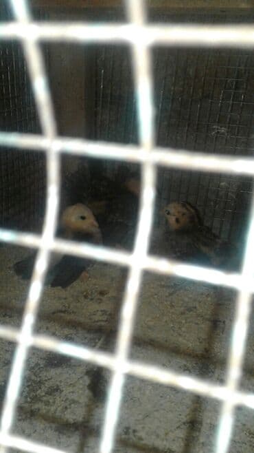 hint bülbülü: Amerika serama xoruz toyuqlari 200 qram dunyanin en kicik xoruz ve — 1