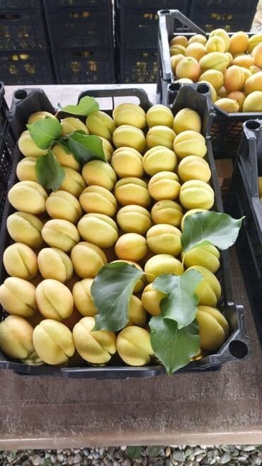 zeytun satışı: Ərik Tingləri . "Saglam Tinglər Saglam Bagçiliqin Təminatidir"🌱 Yeni — 2