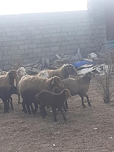 balaca ag itler: Salam 10 ana 10 bala balalar 2 aylıqdı analarda bordag heyvanlardı — 4