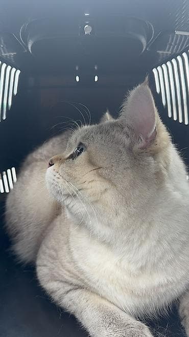 keçiler: Britan, Erkək, Yaxşı əllərə, Ünvandan götürmə, Ödənişli çatdırılma — 2