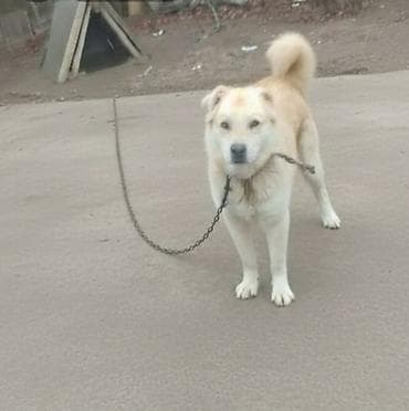 Alabay, 2 il, Erkek, Ünvandan götürmə