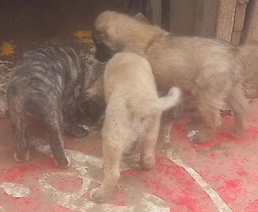 zvanok it satilir: Qurdbasar, Erkek, Peyvəndli — 8