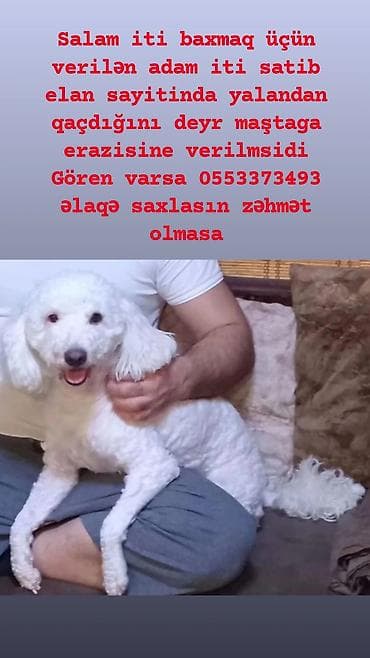 barter itle: Pudel — 1