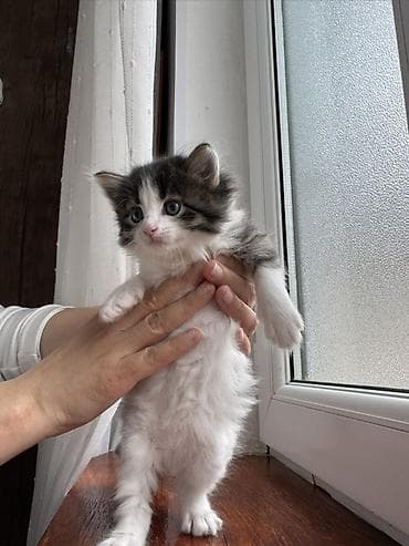 pişik balasi: Yaxşı əllərə — 4