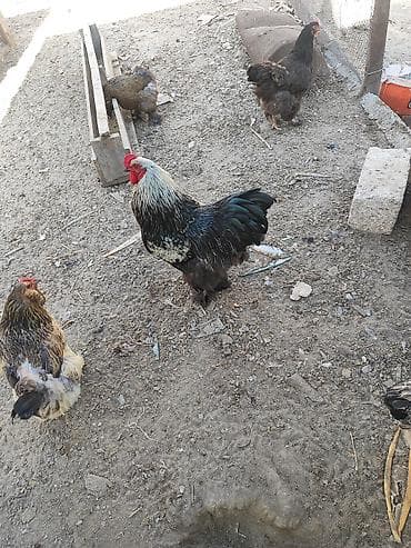 Heyvanlar: Toyuq, Brama, Damazlıq — 4