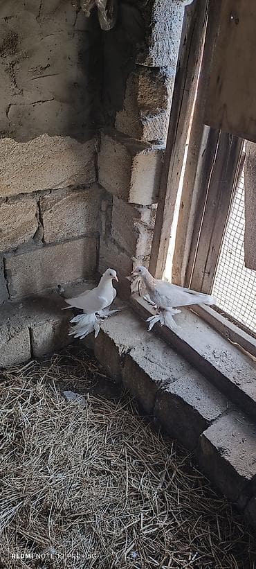 qus qefes: Cüt 35m sağlam quşlardi — 2