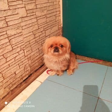 itlerin satisi ucuz: Pekines, 11 ay, Erkek, Ödənişli çatdırılma — 3