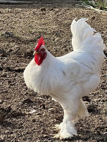 toyug xoruz: Ağ rəngli, saqqallı və ayaqları tüklü xoruz Saıam bunu özum — 4