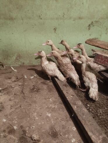 kanada sortu hinduşka: Məhsul: Muskoviy ördək balaları (indo-ördək)2 ayliq Təsvir: - — 5