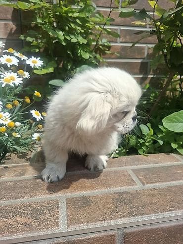 balaca ev itleri: Pekines, 3 ay, Erkek, Peyvəndli, Pulsuz çatdırılma — 4