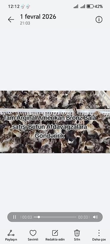 Amerika Bronz balası 1 günlük Afdavagzalara Göndəririk Ünvan Göranboy lalafo.az -da — 2 Amerika Bronz balası 1 günlük Afdavagzalara Göndəririk Ünvan Göranboy — 2