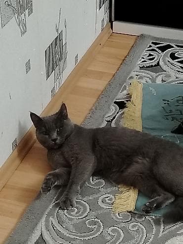 Gəmiricilər: Britan — 1