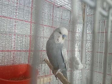 tovuz quşu balası: Damazlıq bala vermiş çex tutuquşuları satılır 2-3 dəfə bala almışam — 10