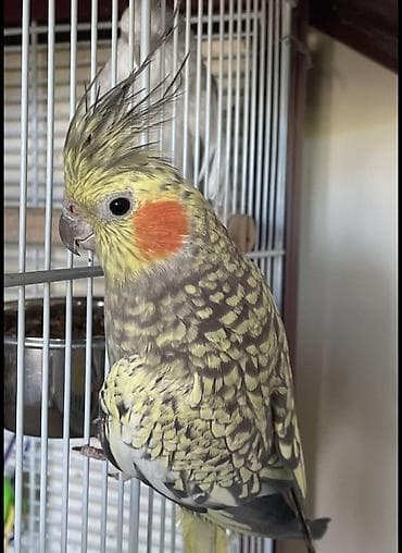 hamster satış: ✨ Çil-çil sarı-qara hazır elquşları satışda! 🐦✨ Unikal qarışıq rəngli — 3