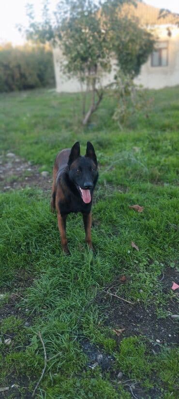 Belçika çoban iti, 3 ay, Dişi, Pulsuz çatdırılma