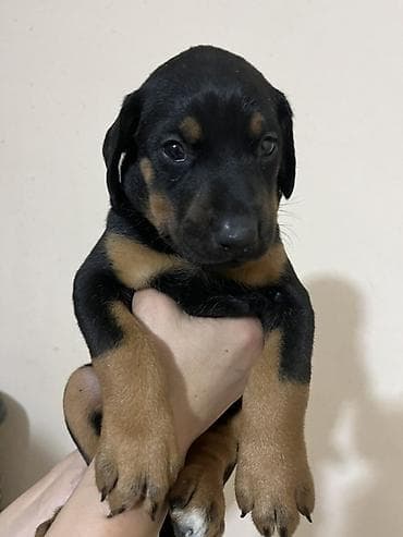 balaca quzu: Doberman, 1 ay — 2