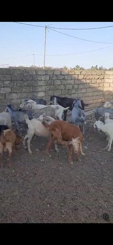 ereb kecisi: 15 baş dişi keçilər satılır südlükdürlər real alıcılar narahat etsin — 3