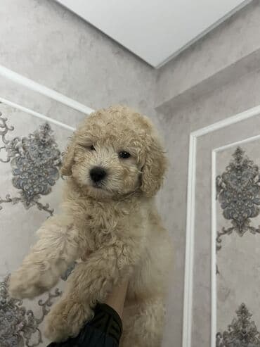 it balası satılır: Pudel, 2 ay, Erkek, Peyvəndli, Ünvandan götürmə — 4