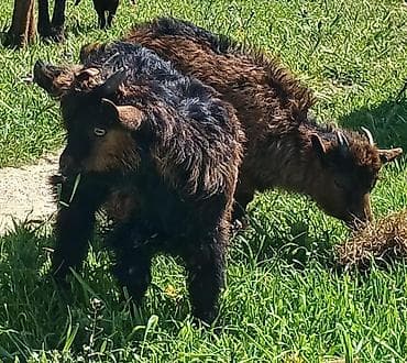 cəpis: Cırtdan ölçülü keçi balaları – uzun, dalğalı yunu və kompakt bədən — 1