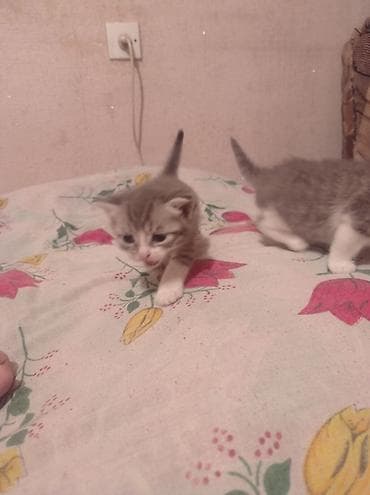 bakida it satislari: Tabbi, Yaxşı əllərə — 2