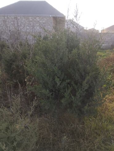 Bıçaqlar: Şam ağacı fidanları - Növ: Şam (iynəyarpaq, həmişəyaşıl) - Təyinat — 20