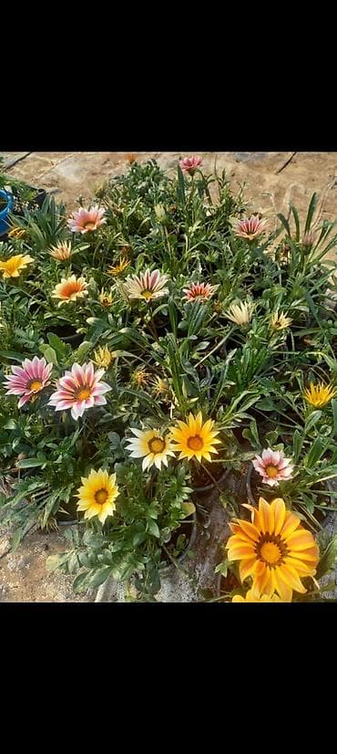 ağaç gülleri: Bağ üçün dekorativ qrup bitkiləri – qablarda - Ortanca (Hydrangea — 9