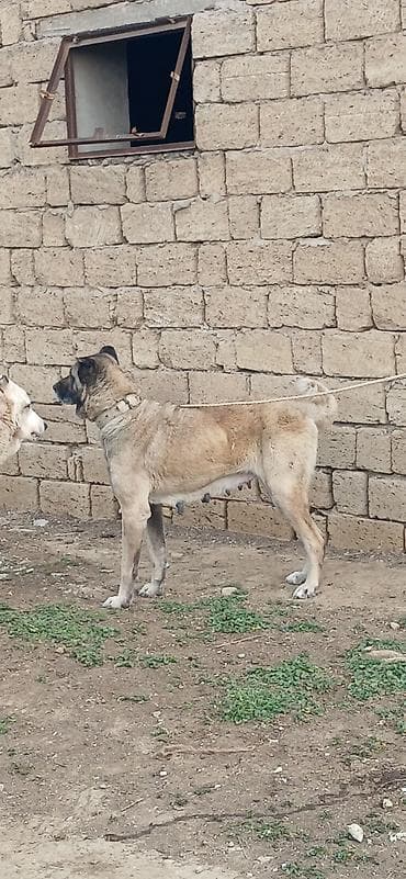 taksa it: Kanqal, 3 il, Dişi — 3