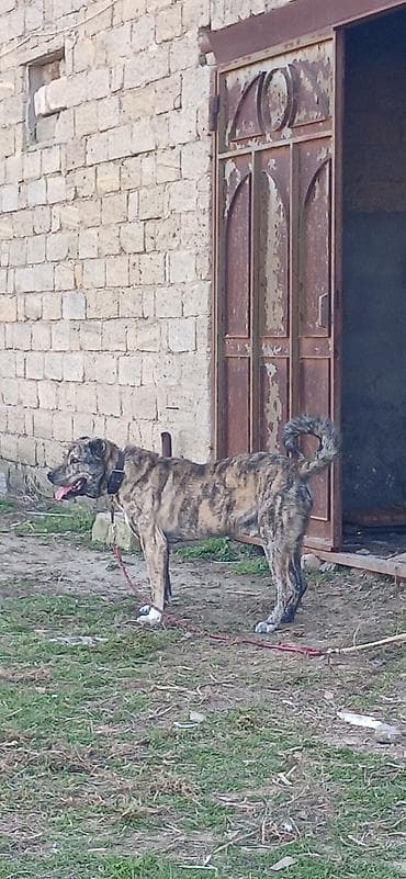 Digər heyvanlar: Qurdbasar, 2 il, Erkek — 3