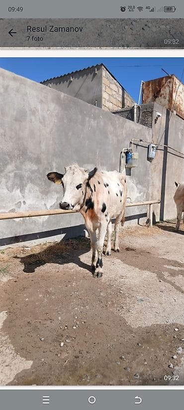 it aliram: Sudluk cinsdi 45gundu kelinde alıb anasıda mendedi özüdə süni — 4