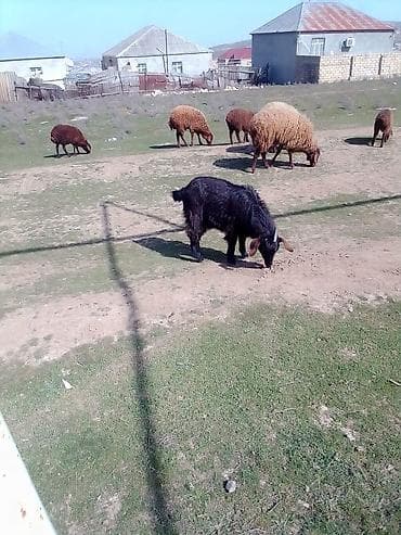 Atlar: Qara rəngli yerli keçi - Növ: keçi (erkək görünüşlü, qıvrım buynuz — 5