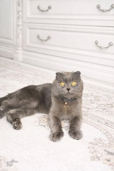 pişik yuvasi: Pulsuzz! Bala garshiliginda cutleshmee — 1