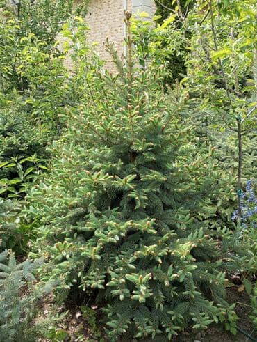 dibcək gulləri ev gulleri ve adlari: Hərkəsə salam😀 Quba ərazisində krimlovski şam ağaclarının topdan və — 2