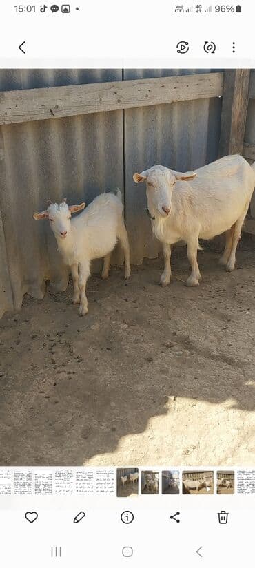 zvanok it satilir: Bu elanda iki ağ rəngli keçi təqdim olunur. Keçilərdən biri yetkin — 1