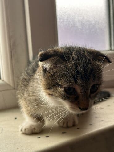 шотландские котята в добрые руки: Шотландская, Самка, В добрые руки, Платная доставка — 2