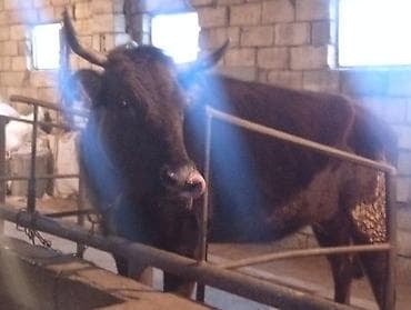 it qiz sekilleri: 1 qarin doğub Süper Kokdu Real alıcısına Zeng ele Boşuna Zeng eleme — 1