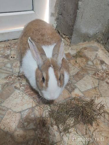 Bir cüt var cütü 80 AZN ciddi alıcı olsa endirim olunacaq sort