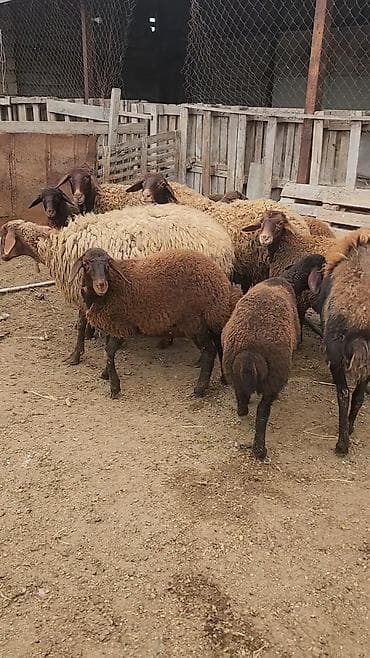 Heyvanlar üçün mallar: Qoyun sürüsü – yerli ətlik/qarışıq istiqamət Məhsul təsviri: - — 4